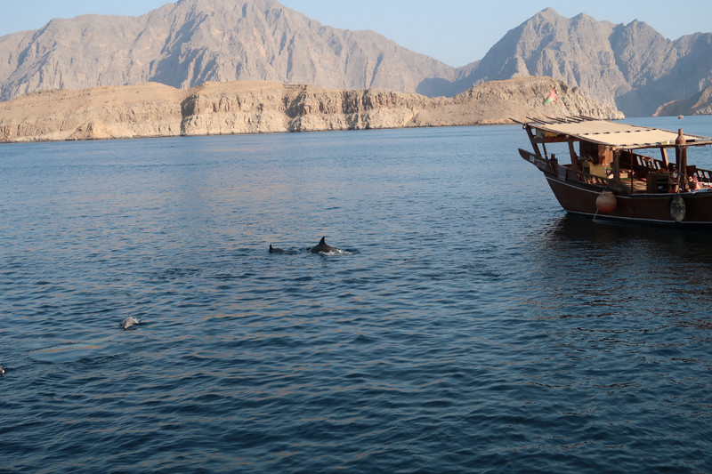 dhow cruise - dolphins!