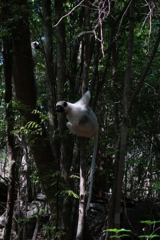 Tsingy - Deken's sifaka lemur