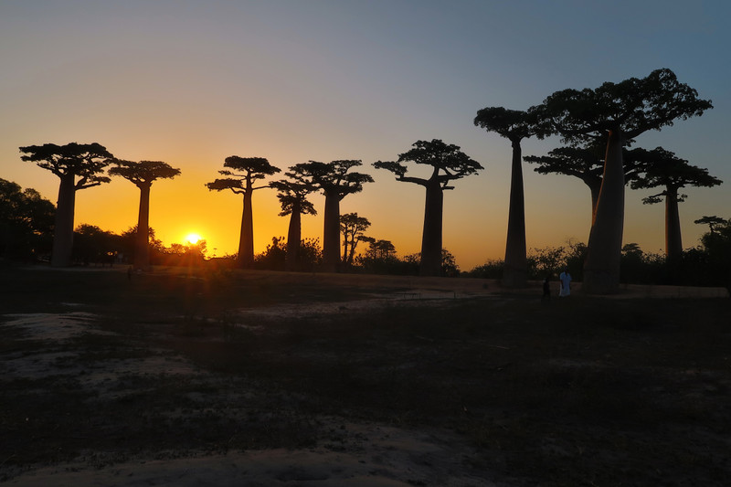 Baobab Avenue at sunset
