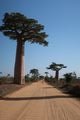 Baobabs - 3 species