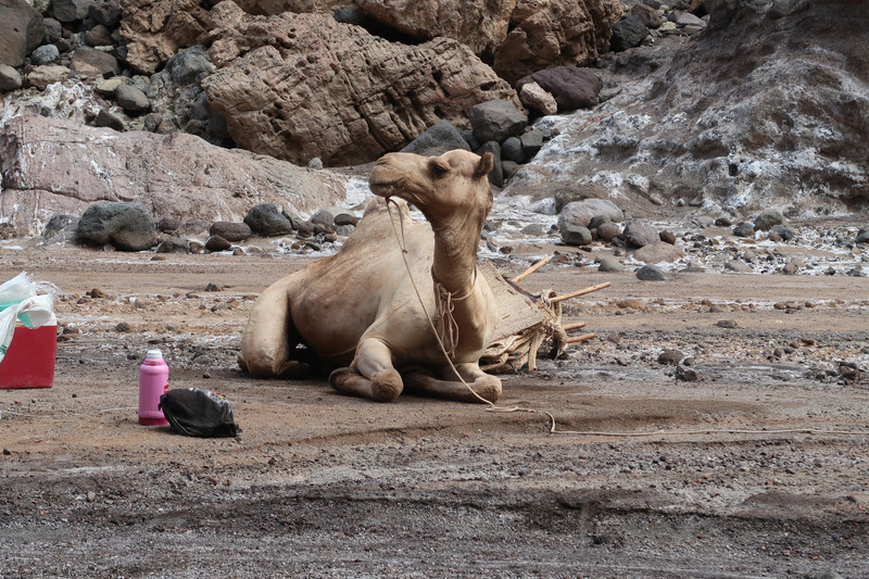 Hiking to Lac Assal - angry camel
