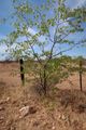 Mopane tree