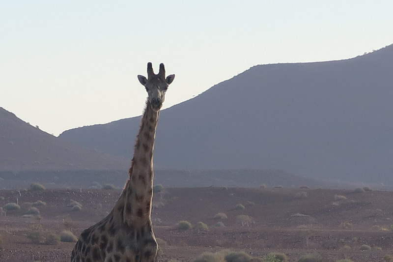 This giraffe was definitely posing