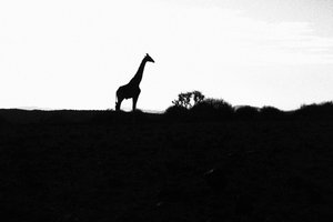 Giraffe at Sunset