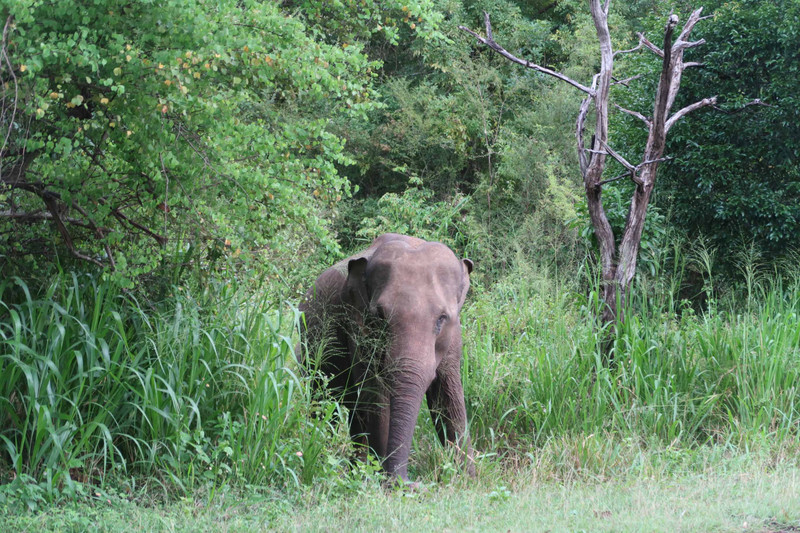 We saw one elephant!