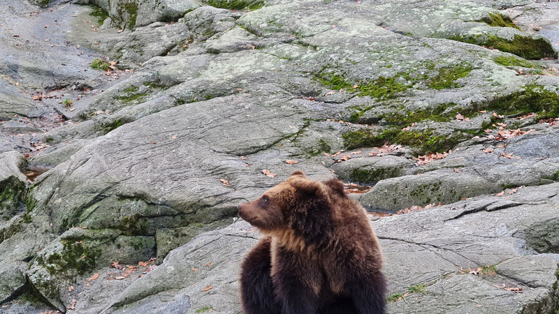 Skansen - brown bear