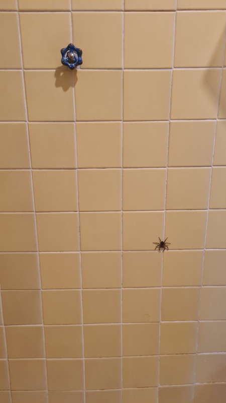 giant spider in airbnb bath