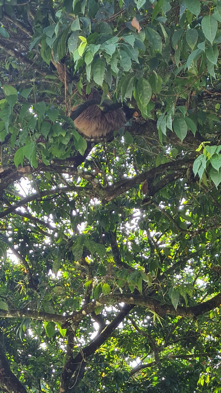 sloth in the tree outside my room