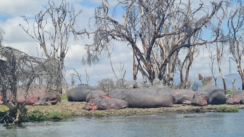 Lake Naivasha - hippo hunting