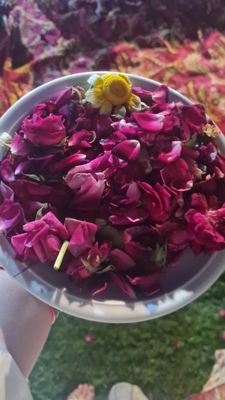 Rose petals for bridge and groom