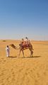 desert camel rides
