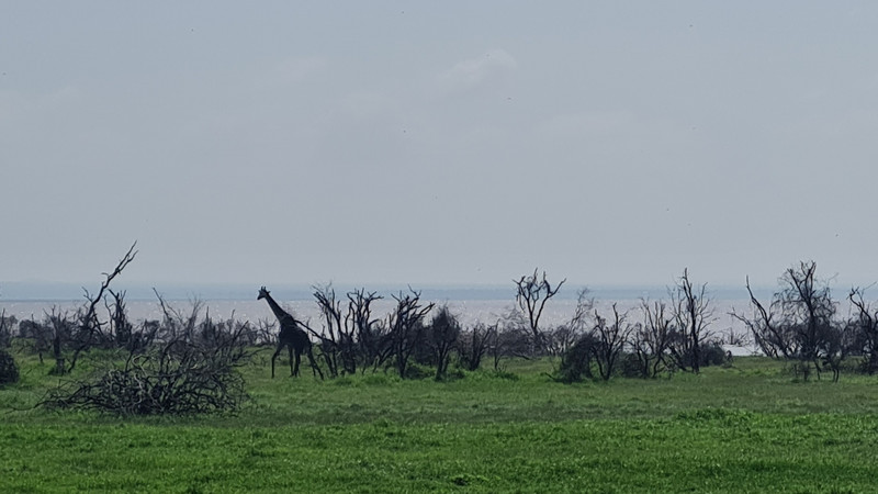 Masai 'black' giraffe