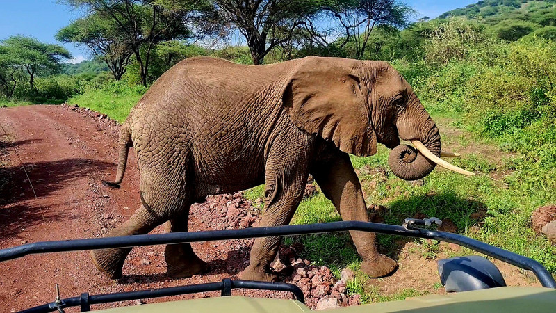 Close up elephant encounters!