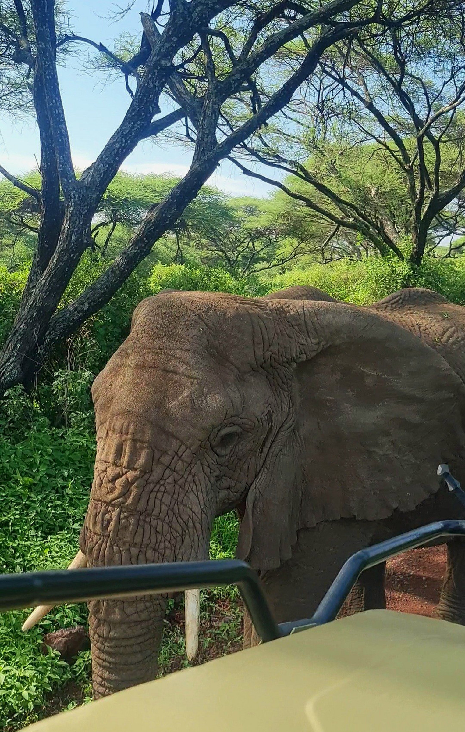 Close up elephant encounters! | Photo