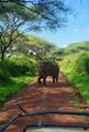 Close up elephant encounters!