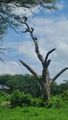 Tarangire National Park - Vultures