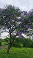 Jacaranda Tree