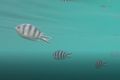 StripeFish