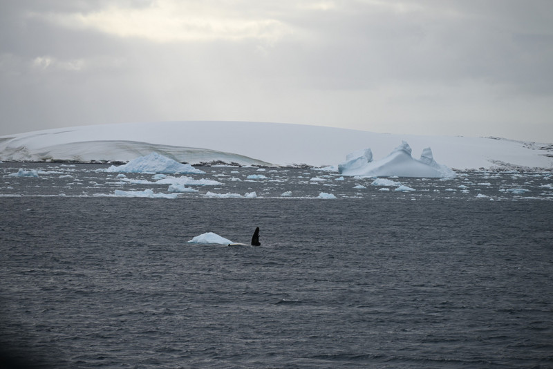 Whale rolling near ice floe