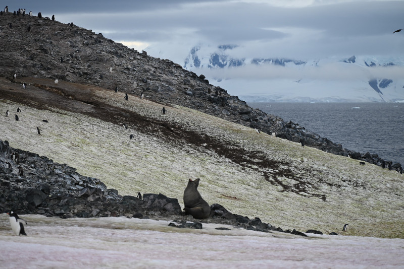 Orne Island - fur seal