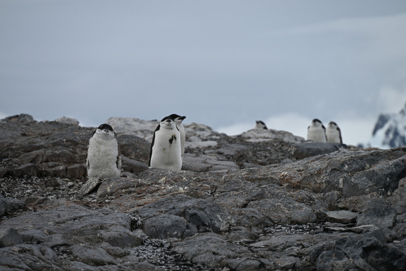 Orne Island - chinstrap penguins