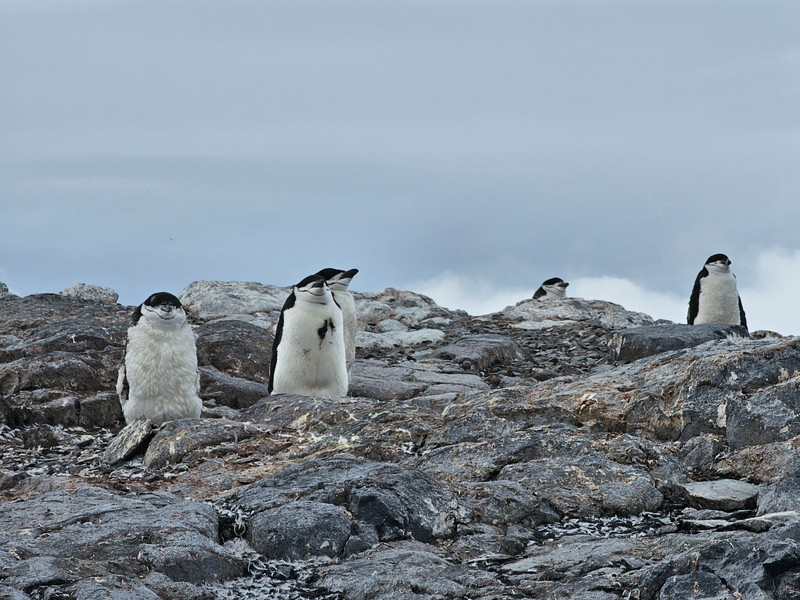Orne Island - chinstrap penguins