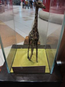 China - Giraffe