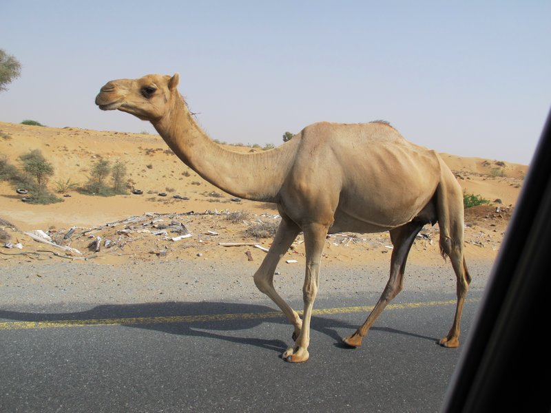 Camel close up