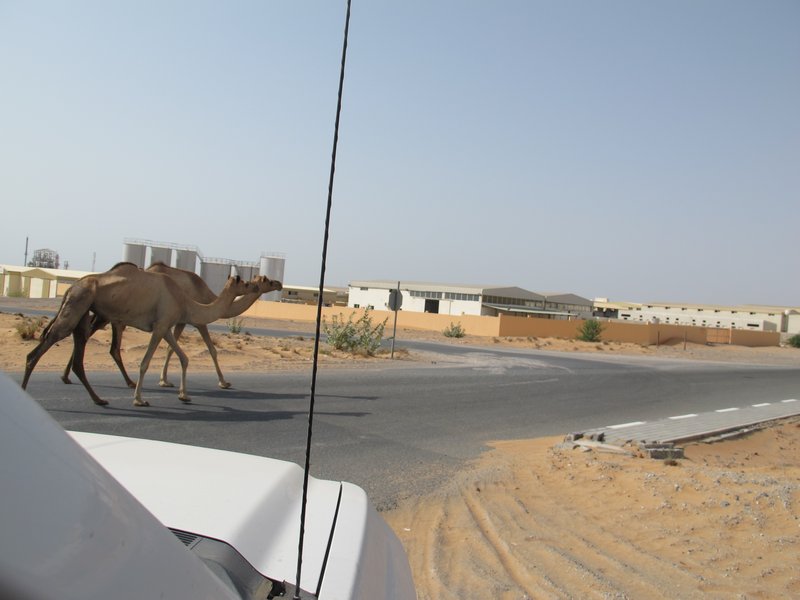 Camels just commuting