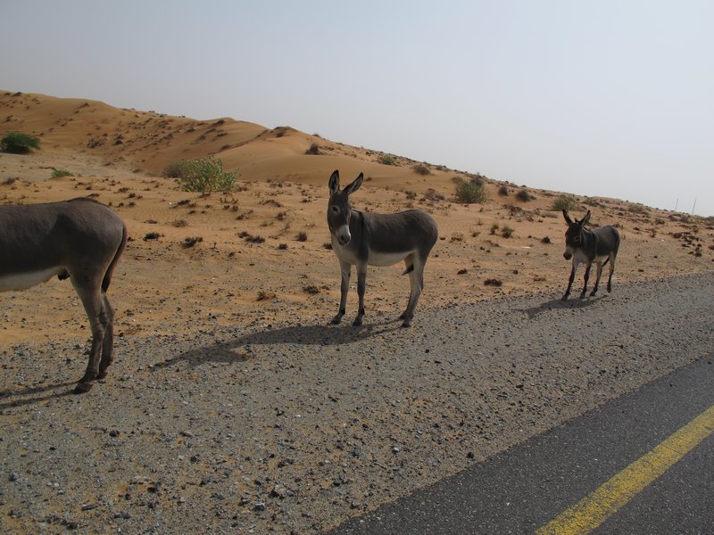 Donkeys commuting