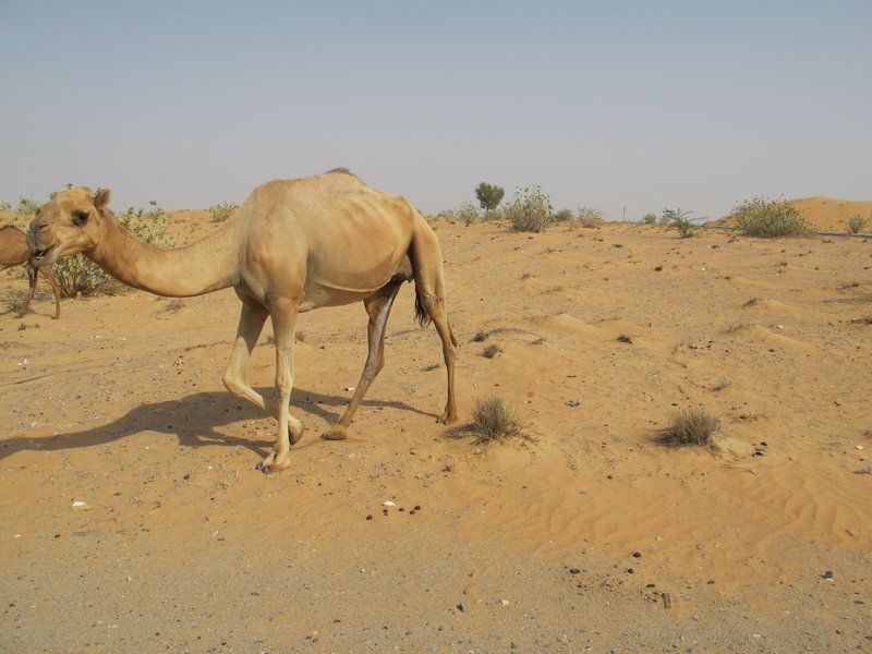 More Camels