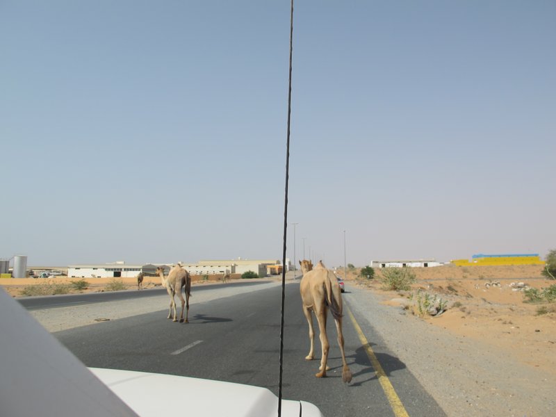 Camel Butt