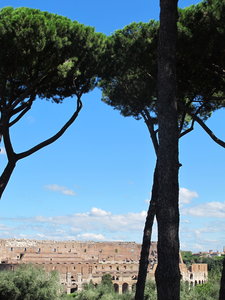 Colosseum and Umbrella Pines