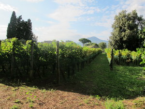 Pompeii Winery