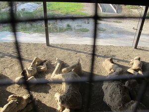 Pompeii - Plaster casts