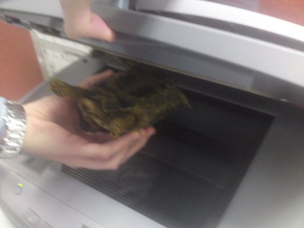 Scanning the turtle