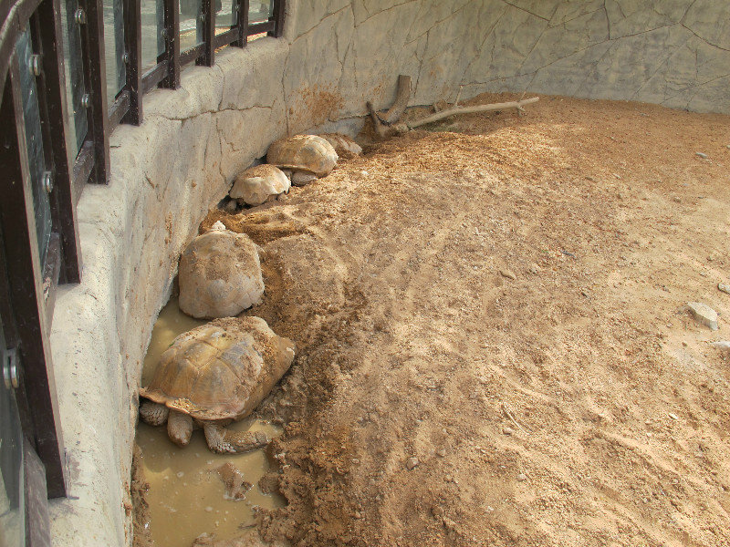 Tortoises trying to stay cool