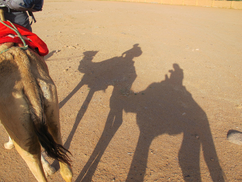 Sunset Camel ride!