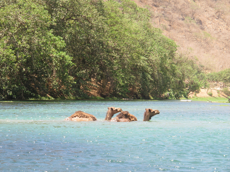 Camels actually swimming!!!
