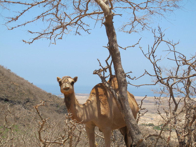 Camel ridge