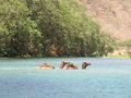 Camels actually swimming!!!