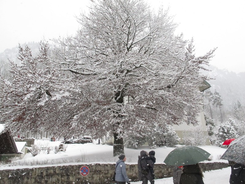 Beautiful snow covered tree