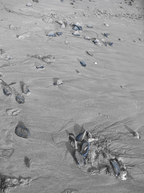 Jellyfish infesting Solimar Beach