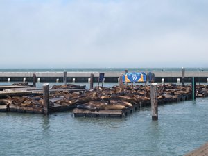 Sea lions at Fisherman's wharf