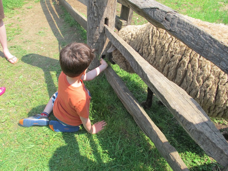 Sheep at Mount Vernon