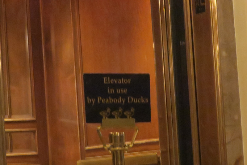 Duck elevator