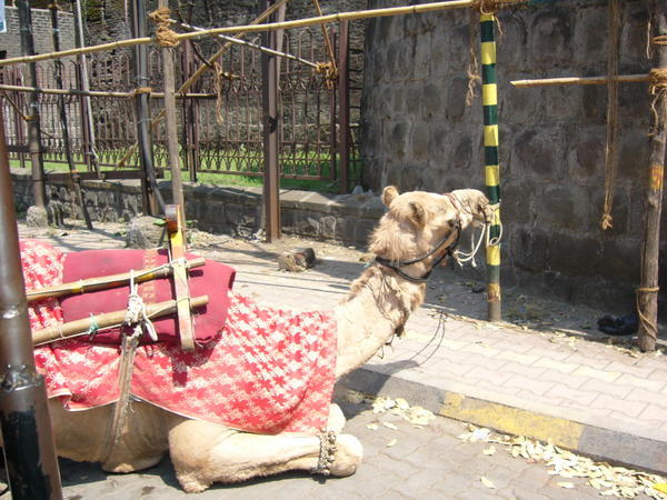 Camel on the Road