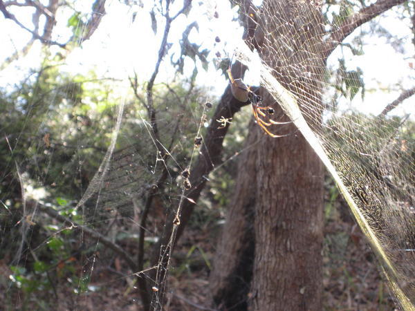 Spider on our bush walk