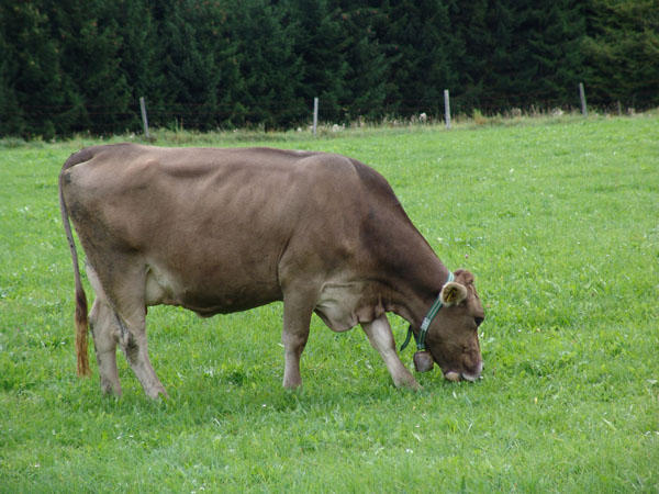 A German cow, this one's for you Cambo!
