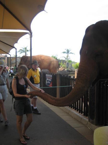 Me feeding elephant
